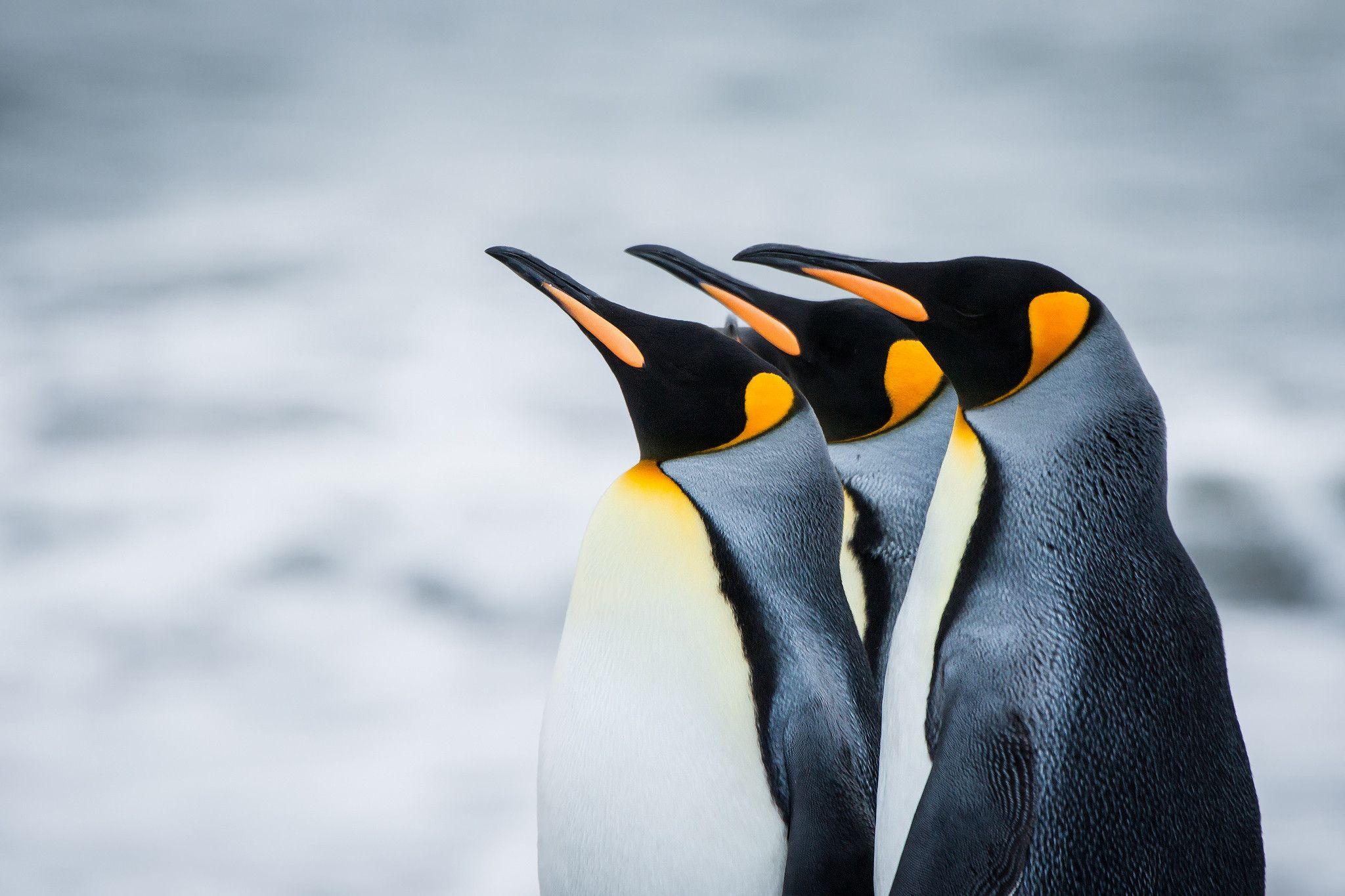 Emperor Penguin Wallpapers