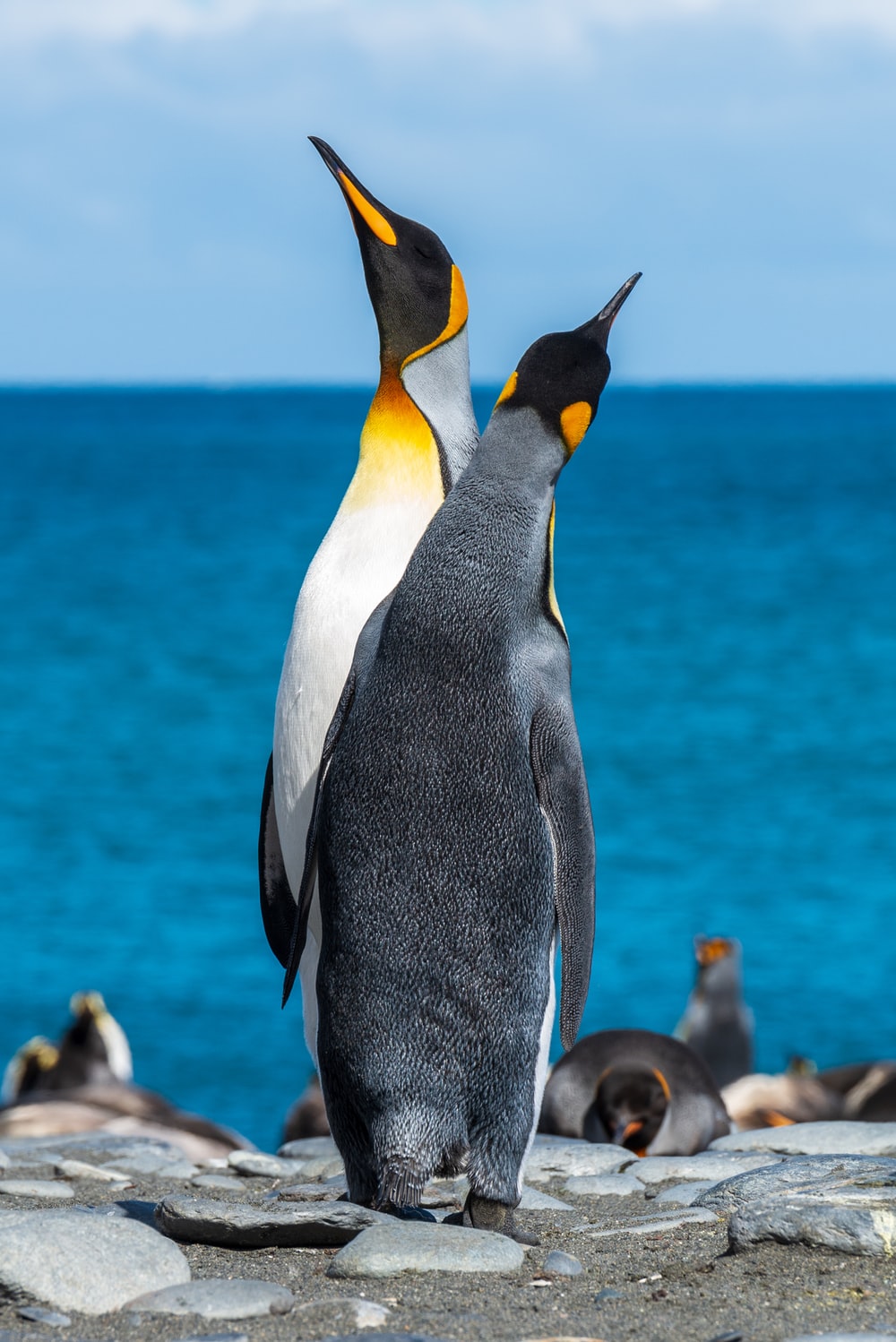 Emperor Penguin Wallpapers