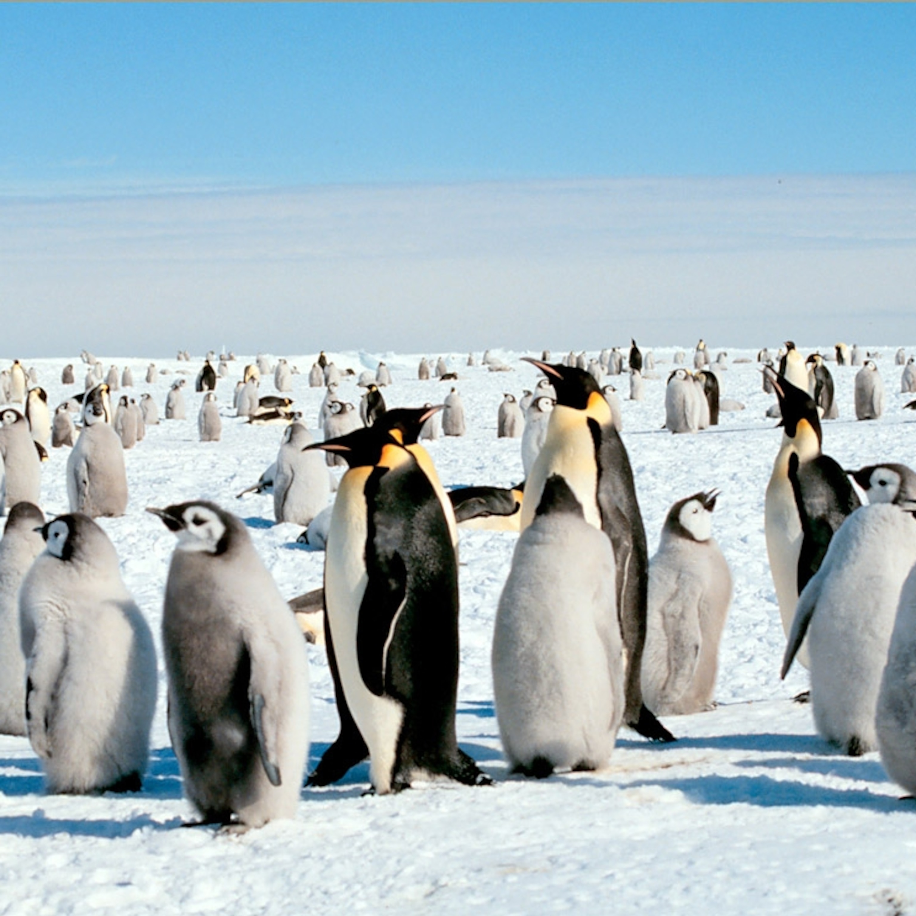 Emperor Penguin Wallpapers