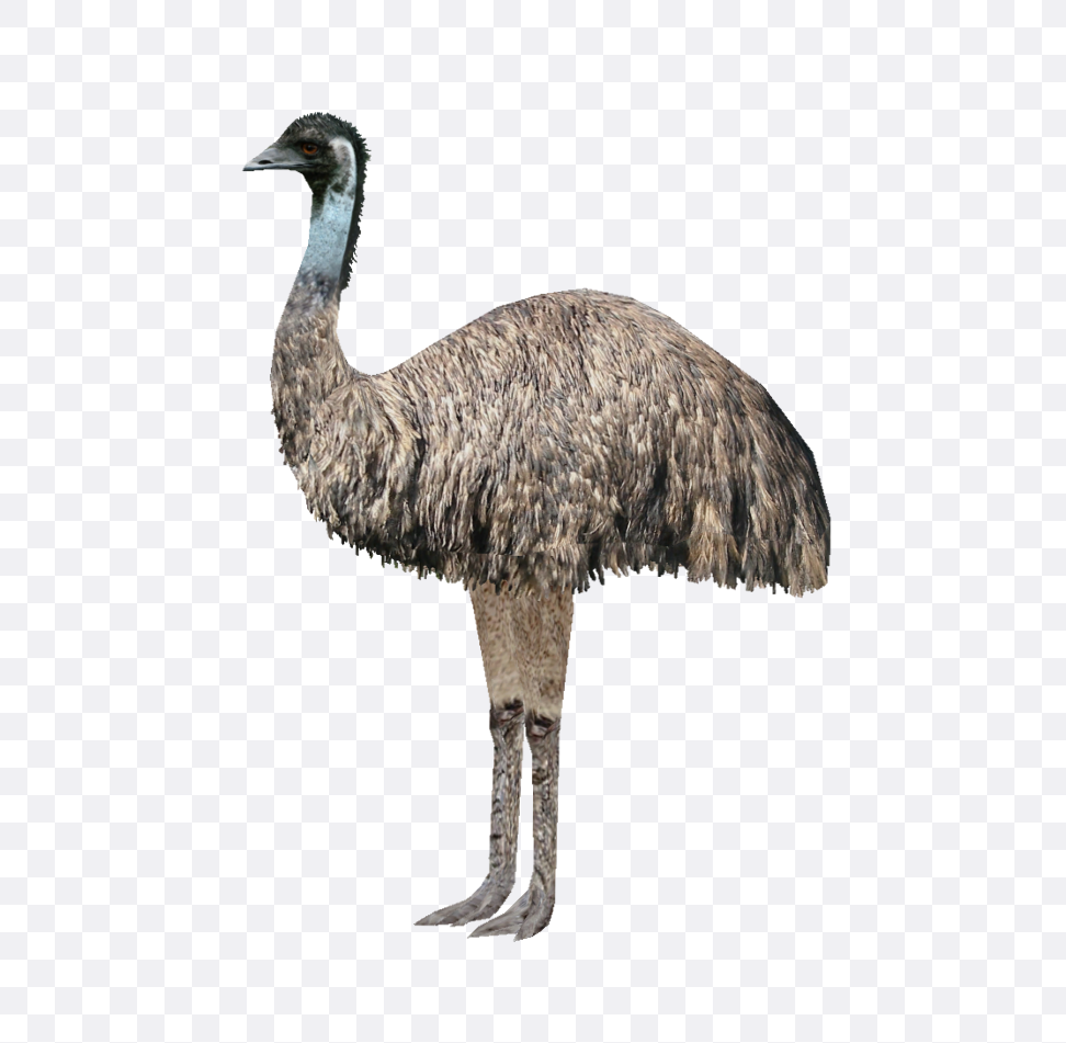 Emu Wallpapers