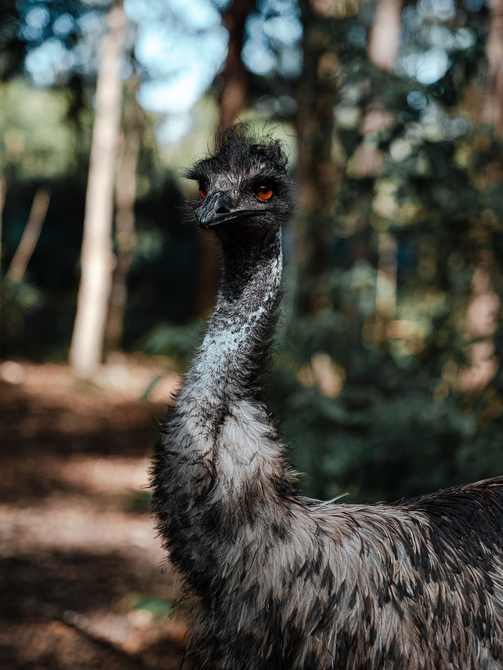 Emu Wallpapers