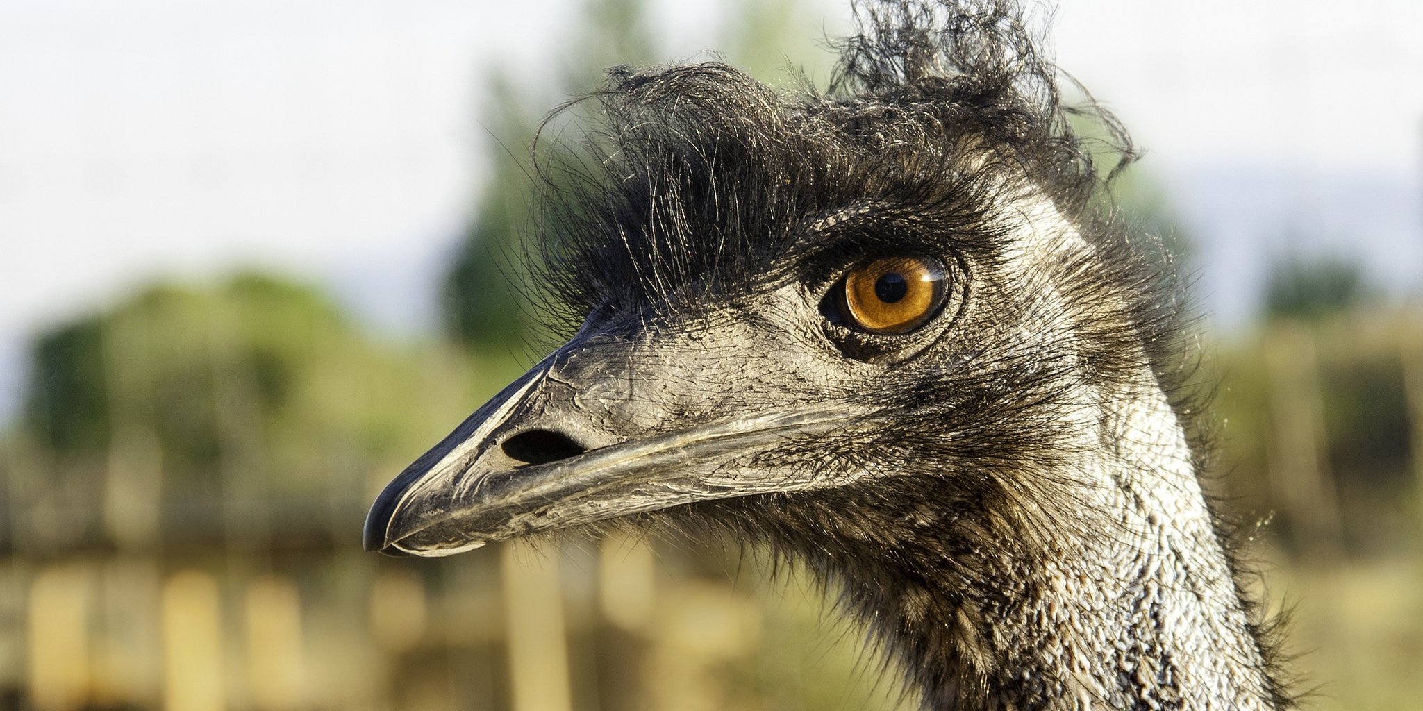 Emu Wallpapers