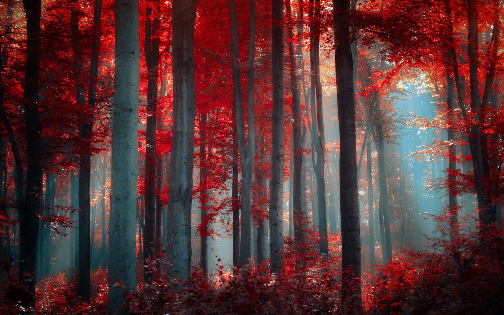Enchanted Forest Background Tumblr