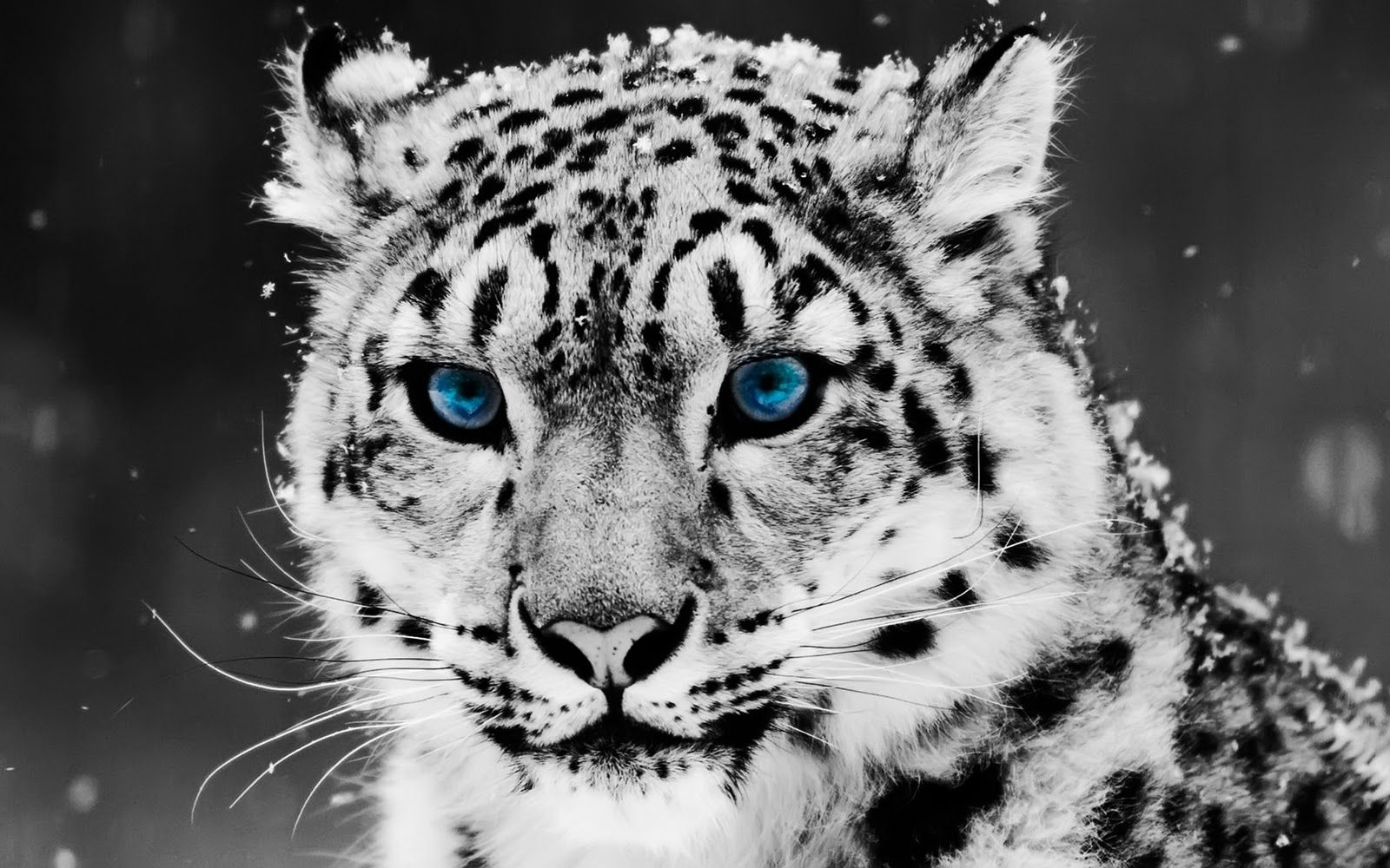 Epic Animal Pictures Wallpapers