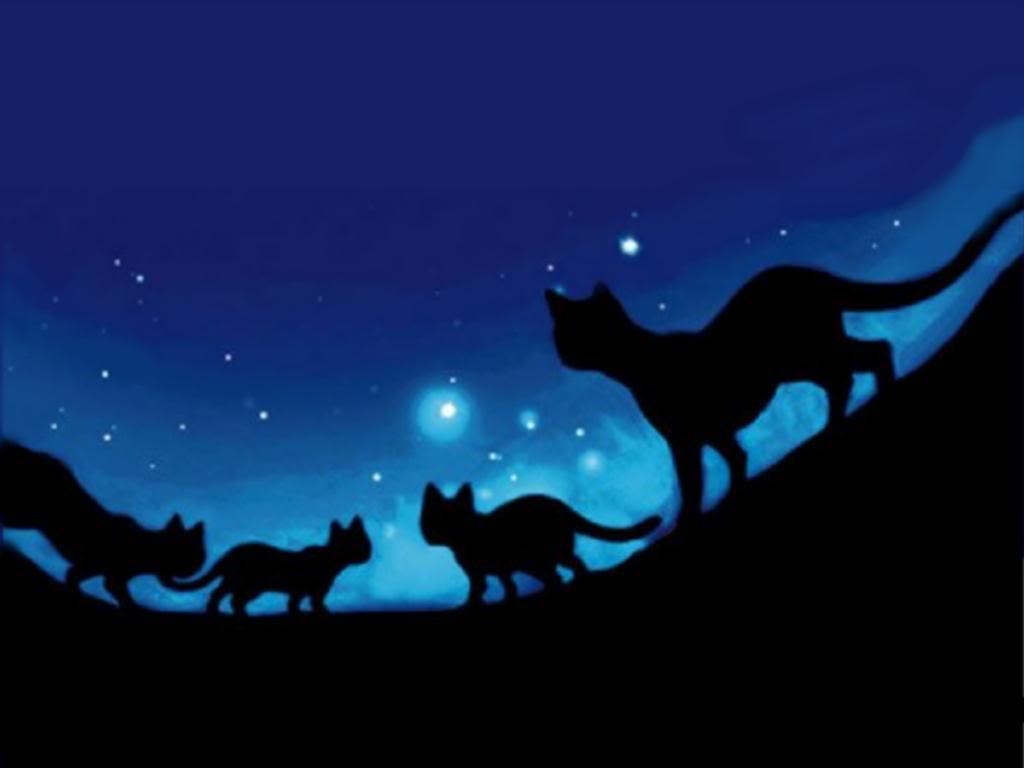 Epic Cat Wallpapers