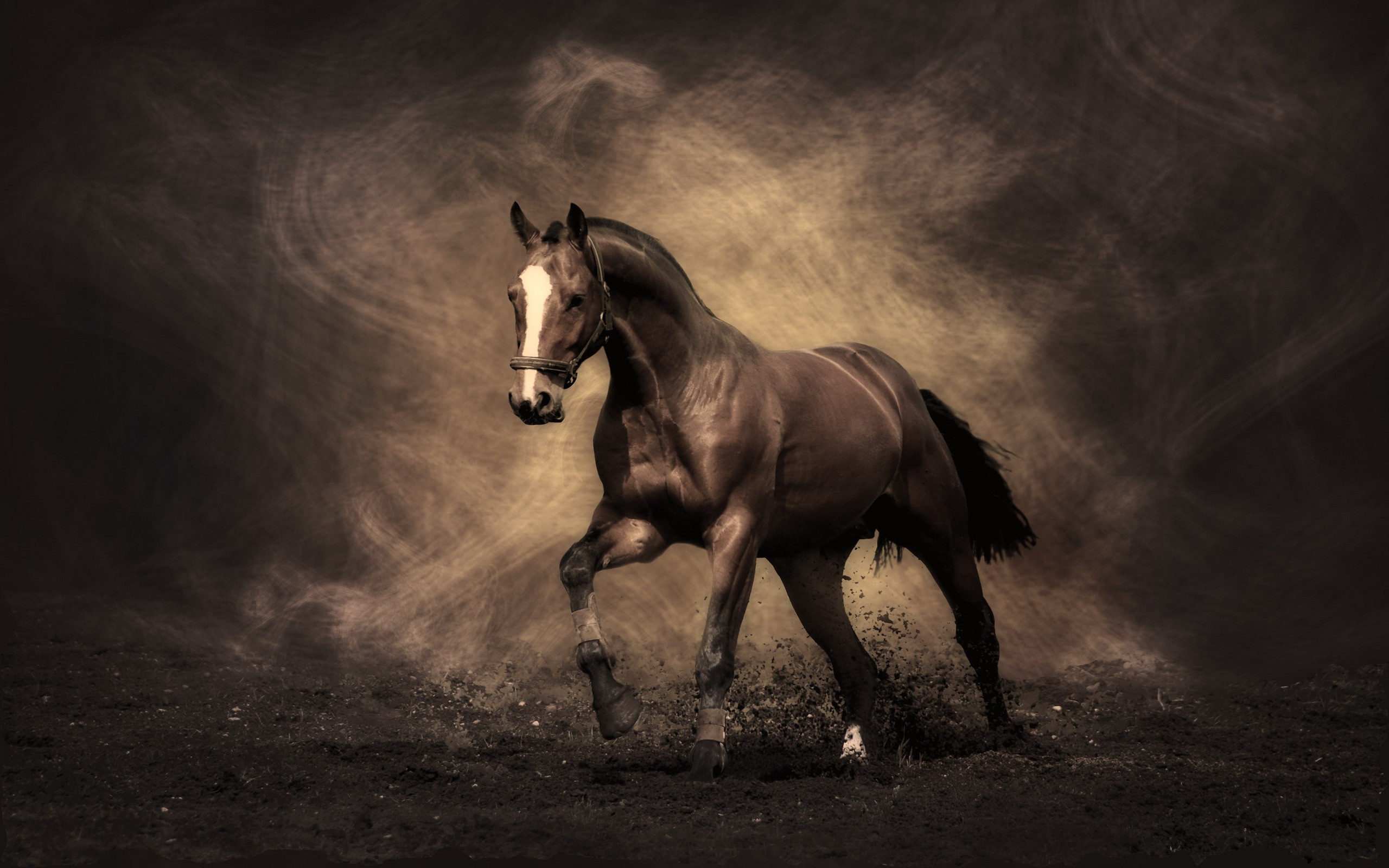 Equestrian Wallpapers