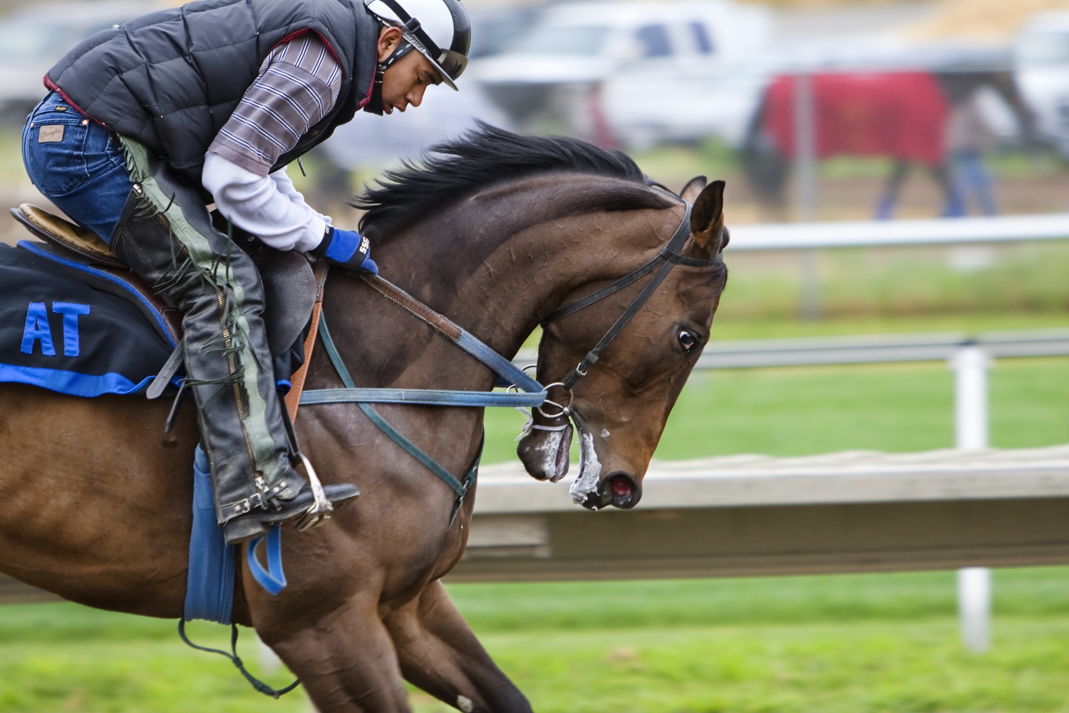 Equestrian Wallpapers