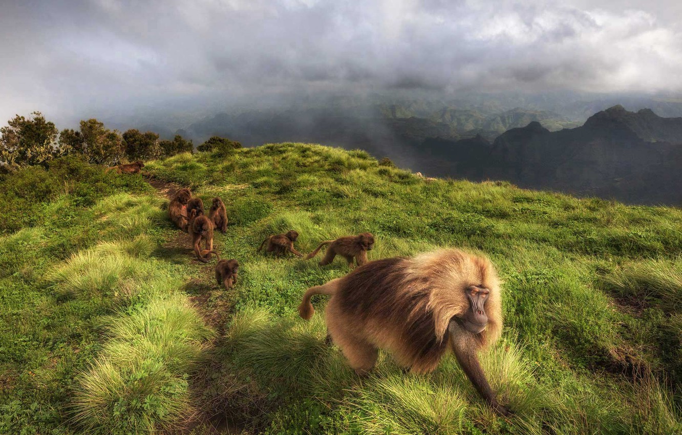 Ethiopia Wallpapers