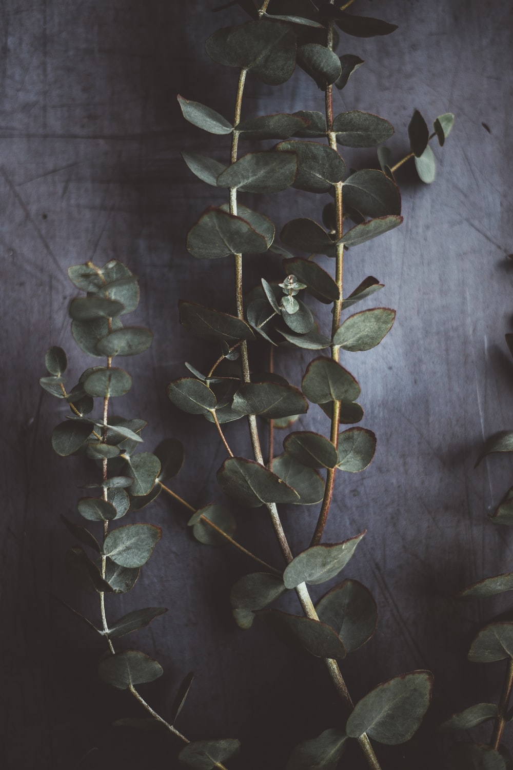 Eucalyptus Iphone Wallpapers