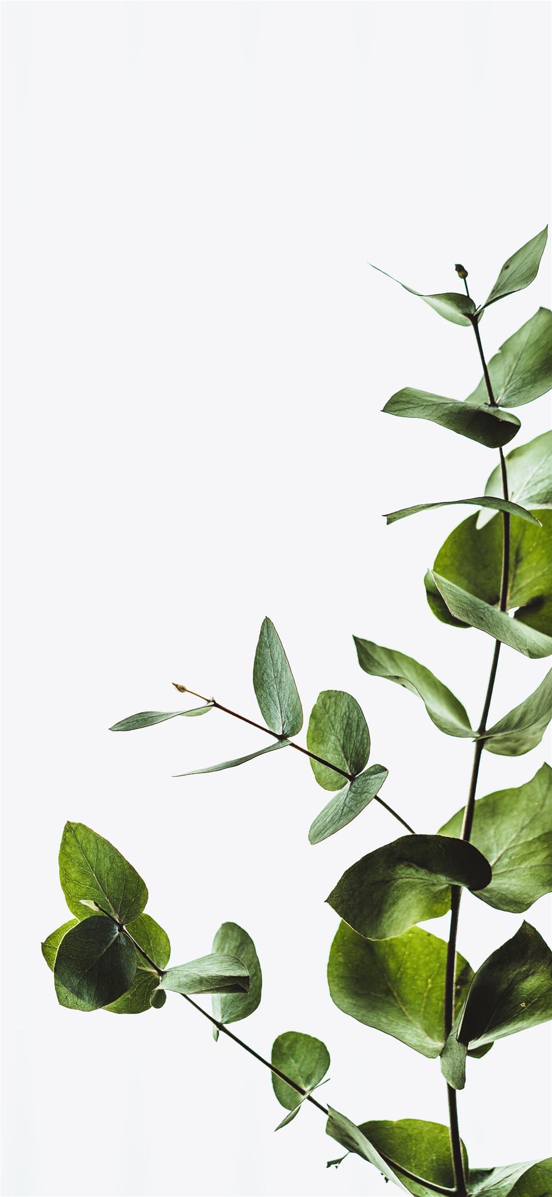 Eucalyptus Iphone Wallpapers