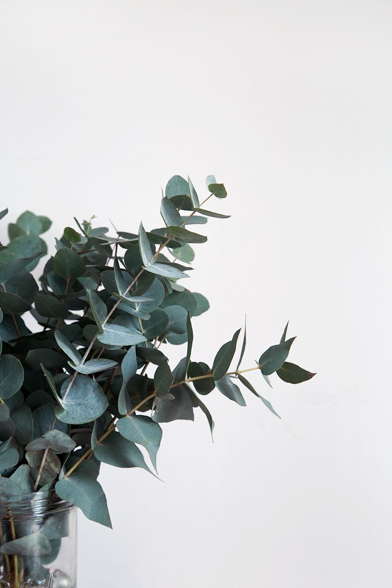 Eucalyptus Iphone Wallpapers