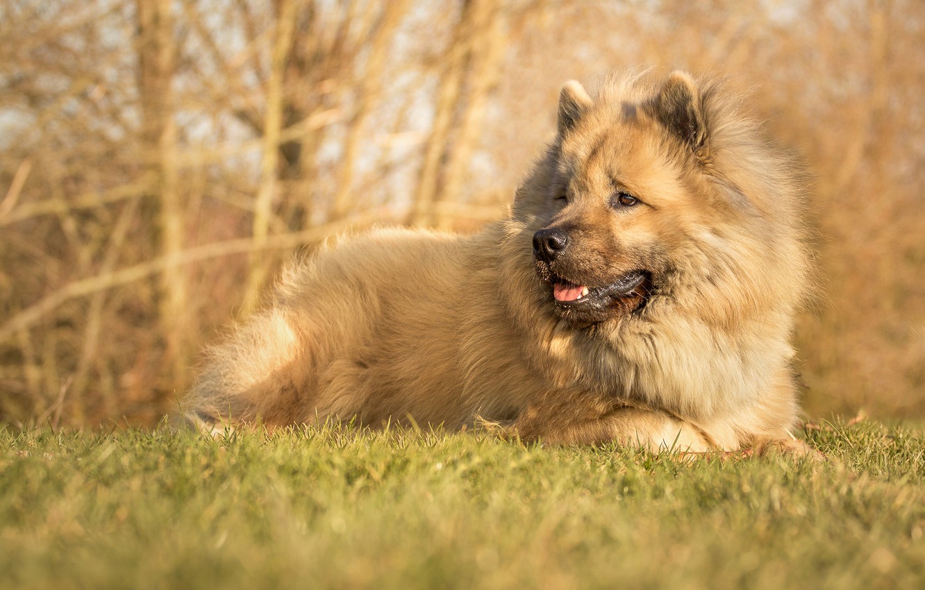 Eurasier Wallpapers