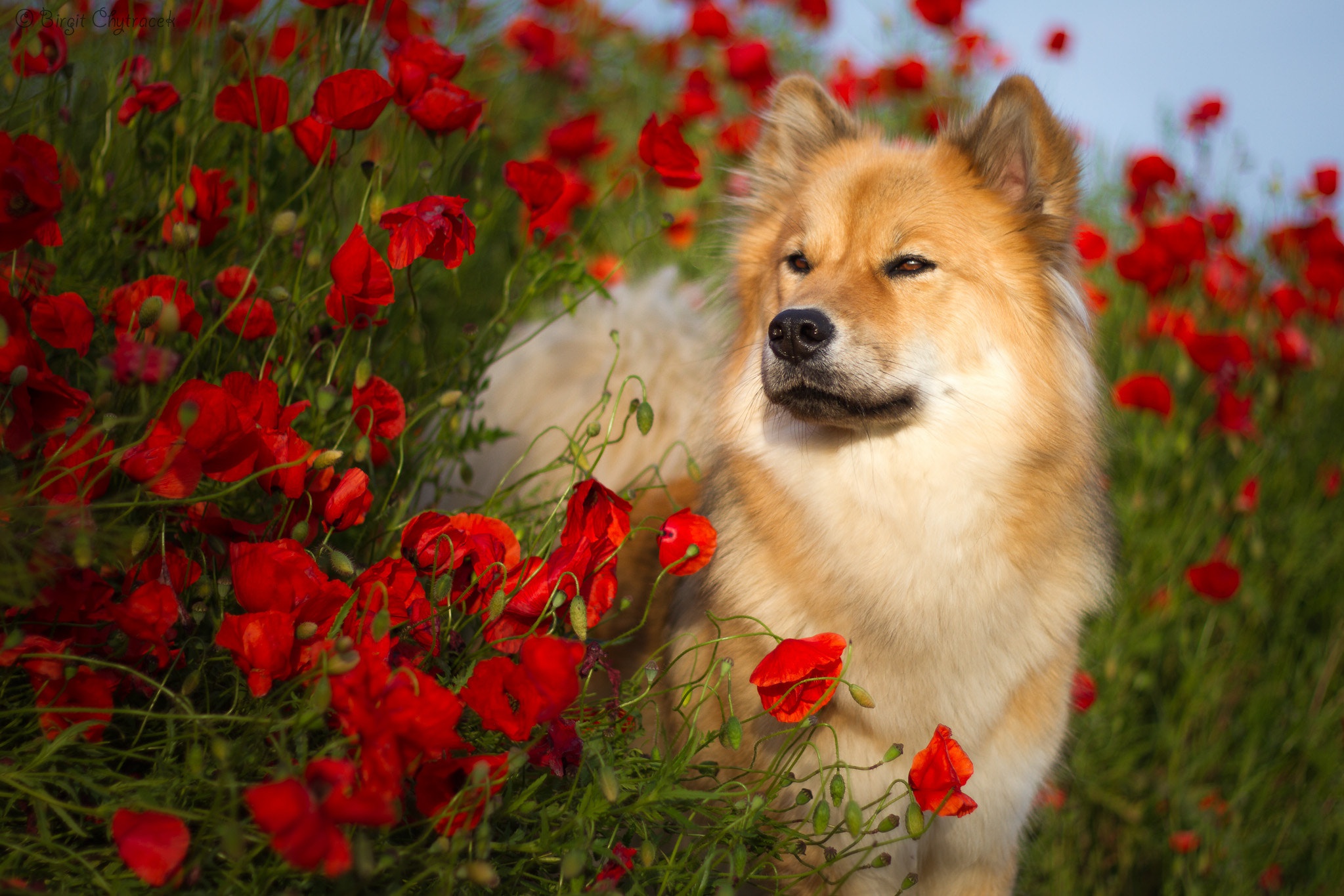 Eurasier Wallpapers