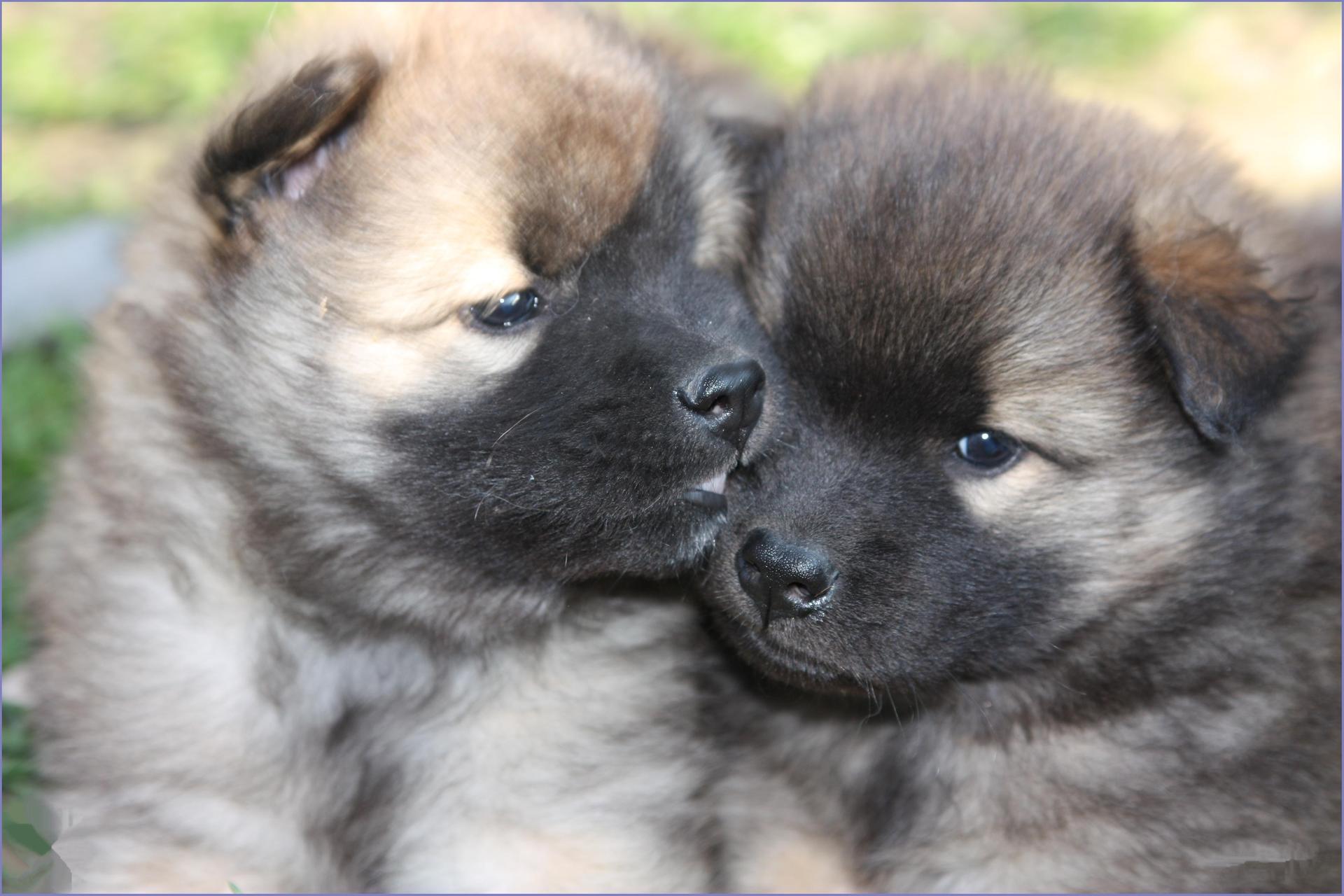 Eurasier Wallpapers