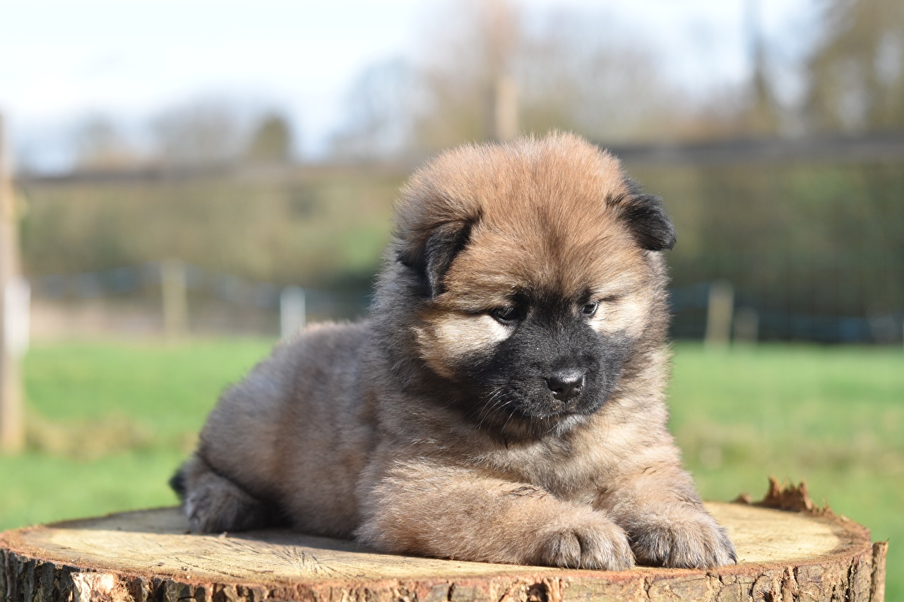 Eurasier Wallpapers