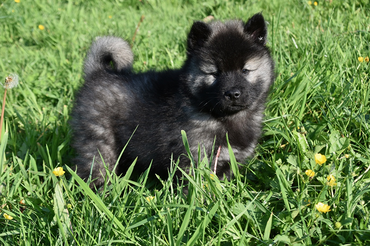 Eurasier Wallpapers