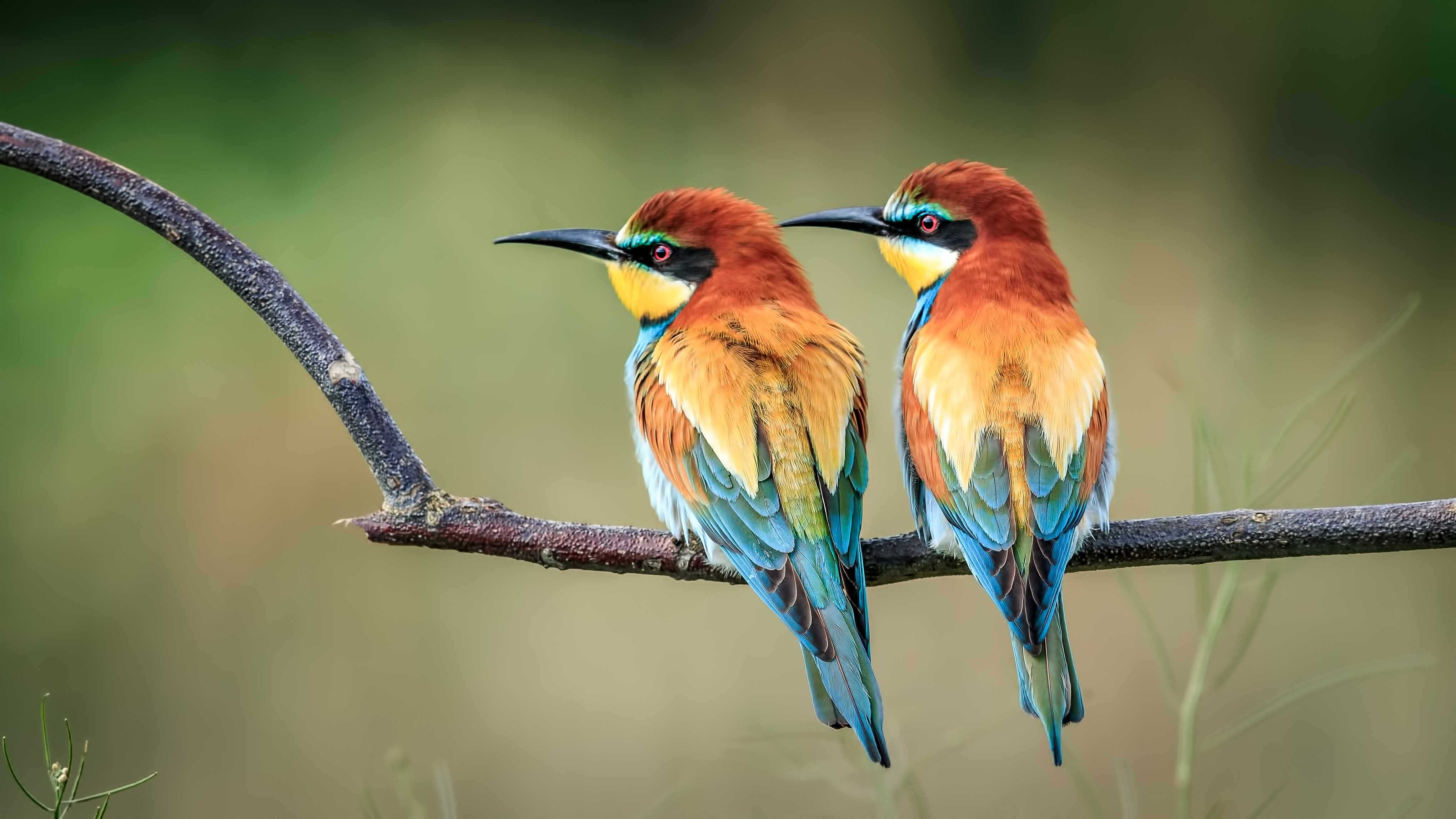 European Bee-Eater Wallpapers