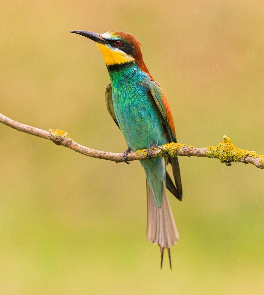 European Bee-Eater Wallpapers