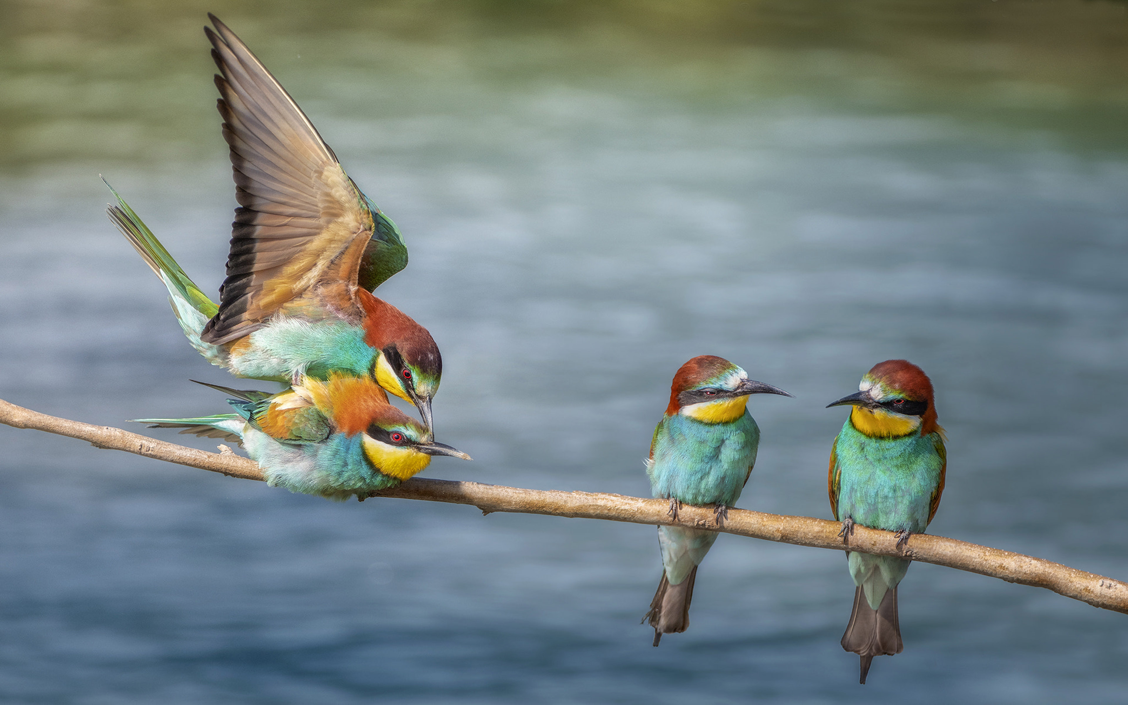 European Bee-Eater Wallpapers