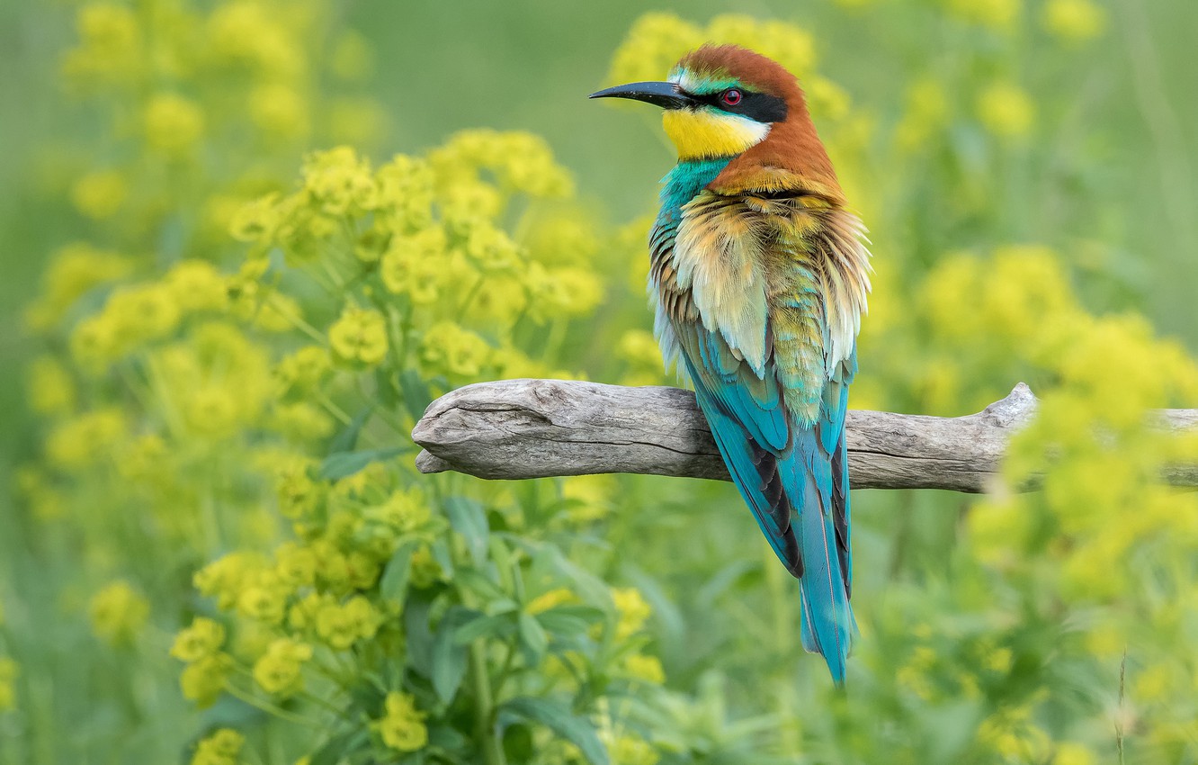 European Bee-Eater Wallpapers