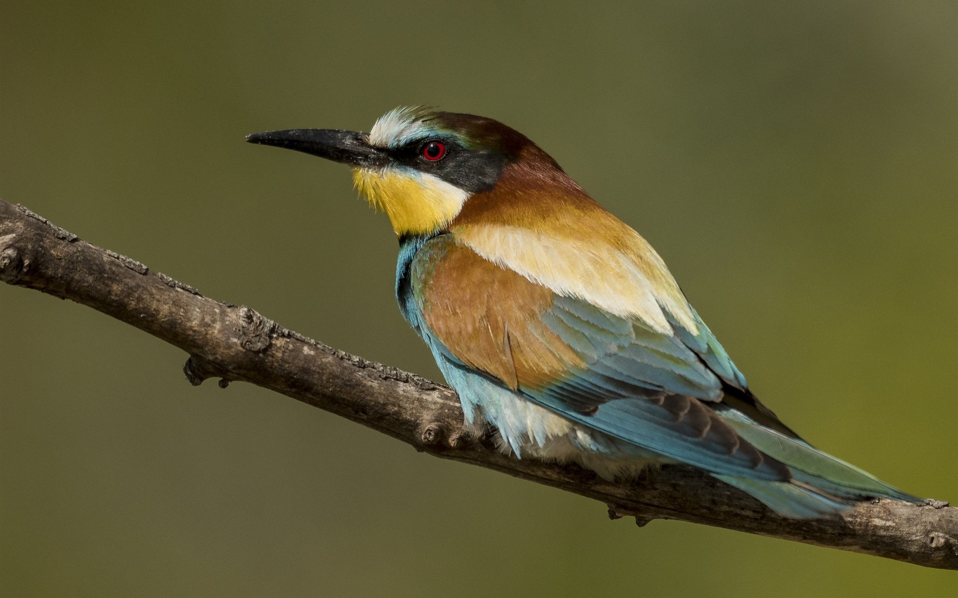 European Bee-Eater Wallpapers