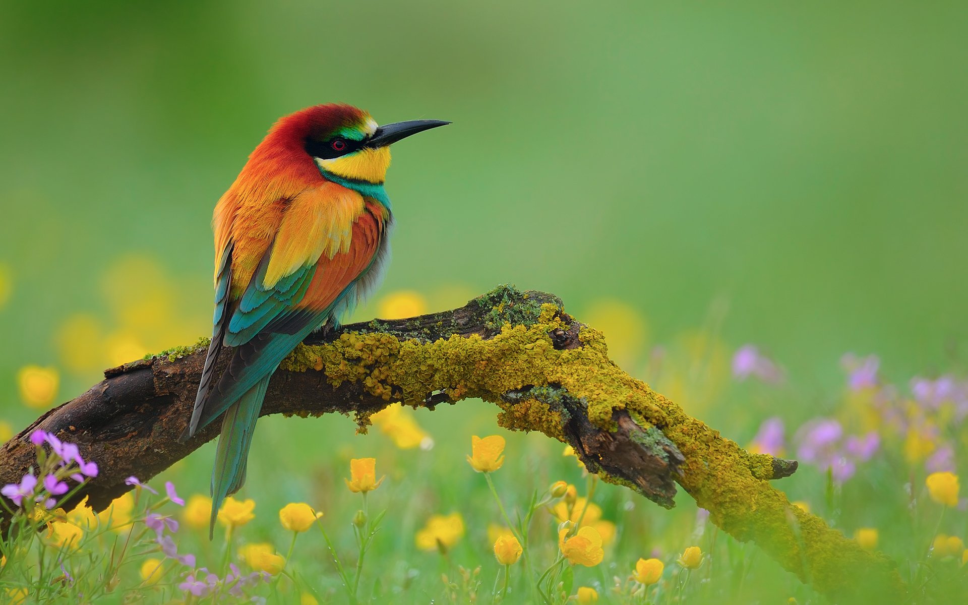 European Bee-Eater Wallpapers