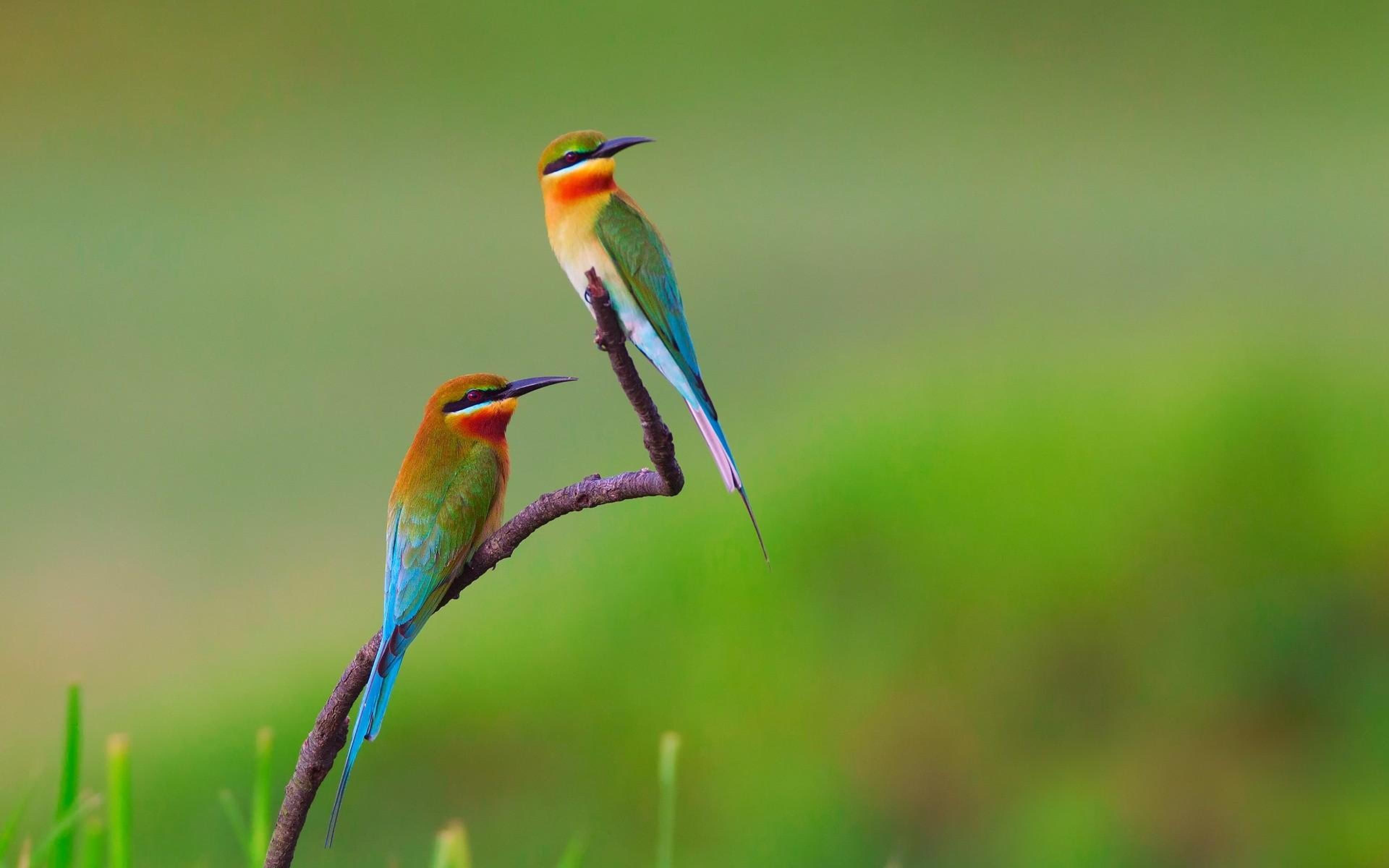 European Bee-Eater Wallpapers