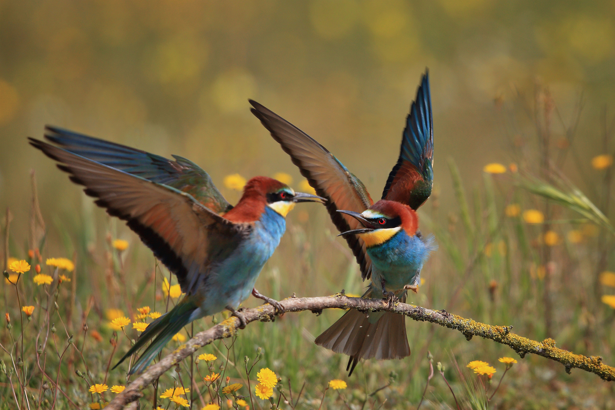 European Bee-Eater Wallpapers