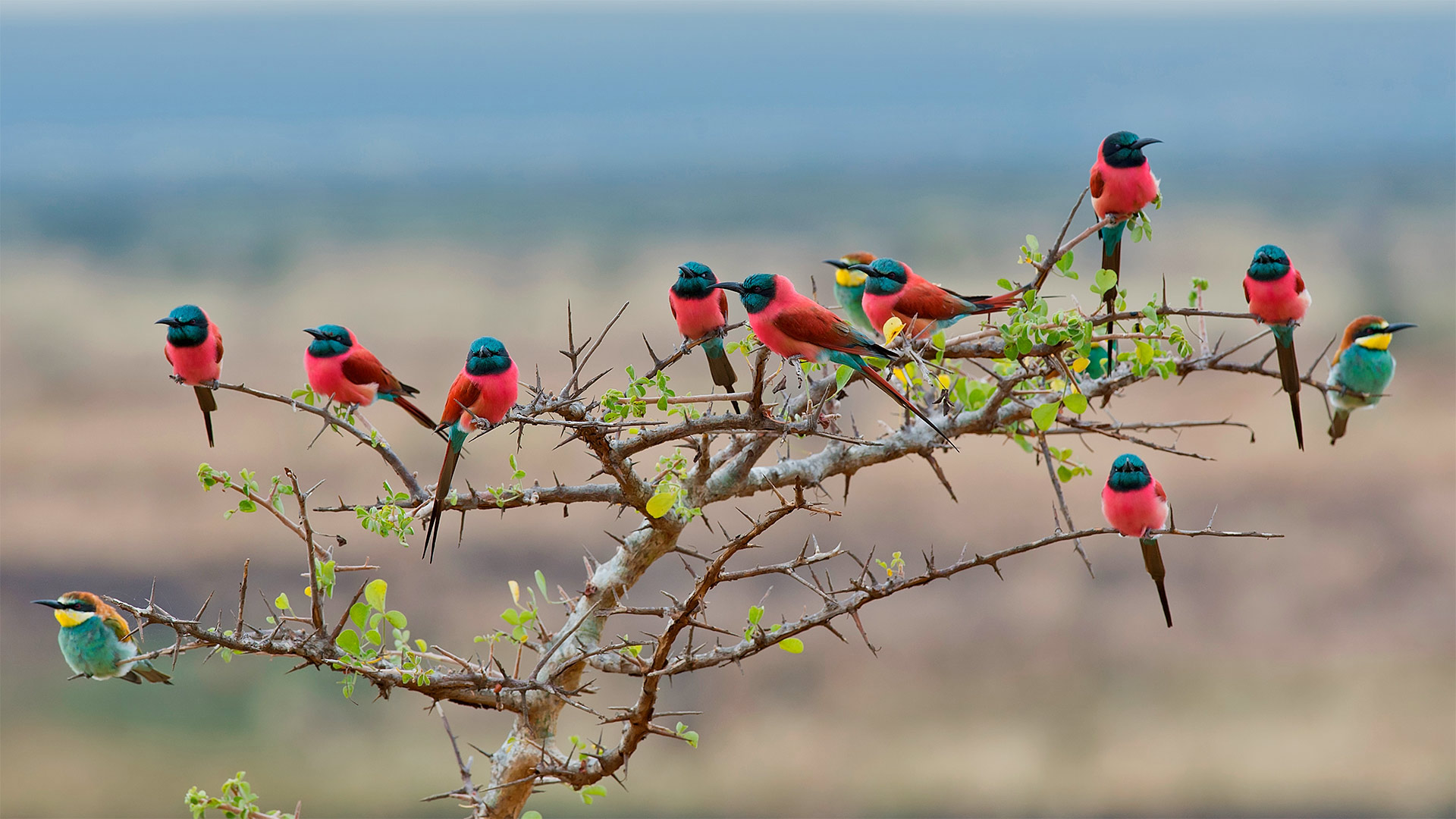 European Bee-Eater Wallpapers