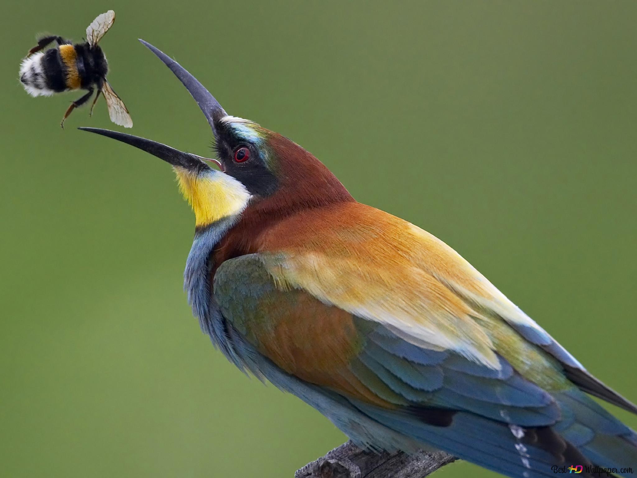 European Bee-Eater Wallpapers