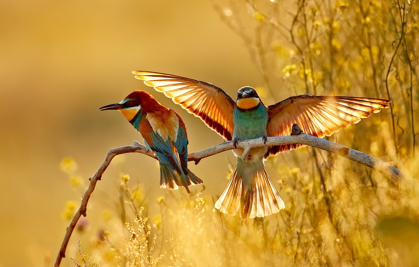 European Bee-Eater Wallpapers