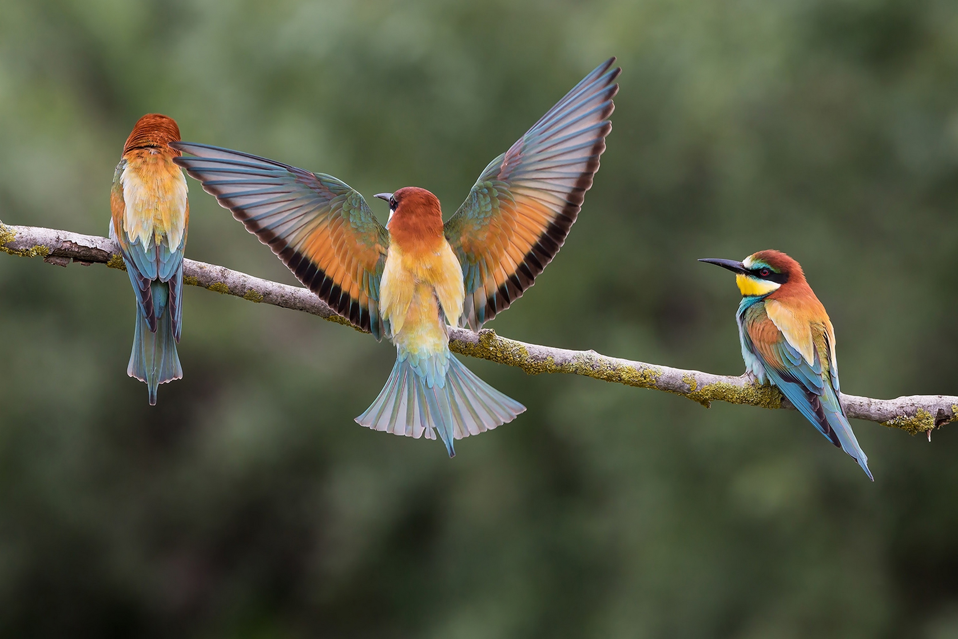 European Bee-Eater Wallpapers