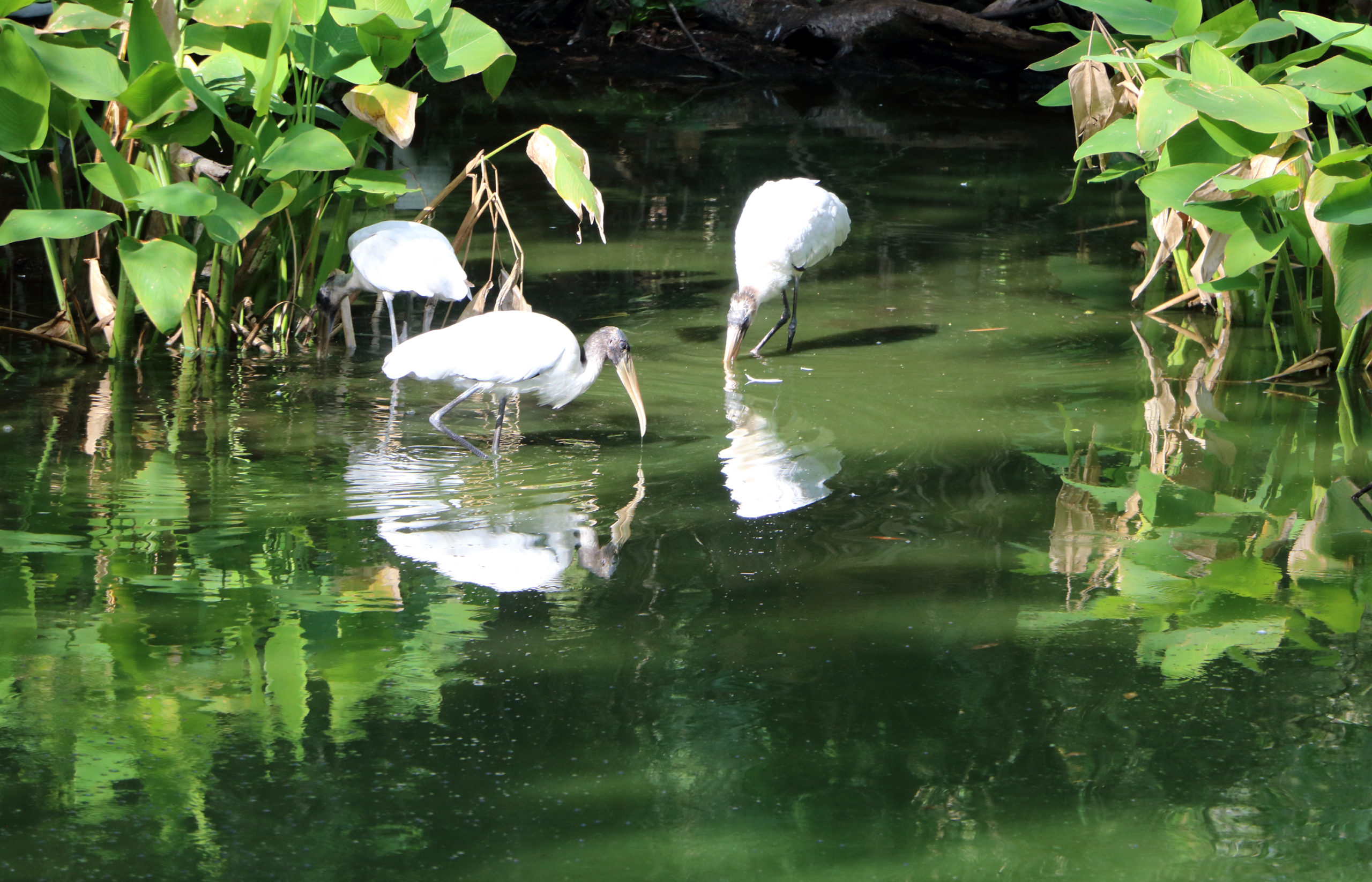 Everglades National Park Wallpapers