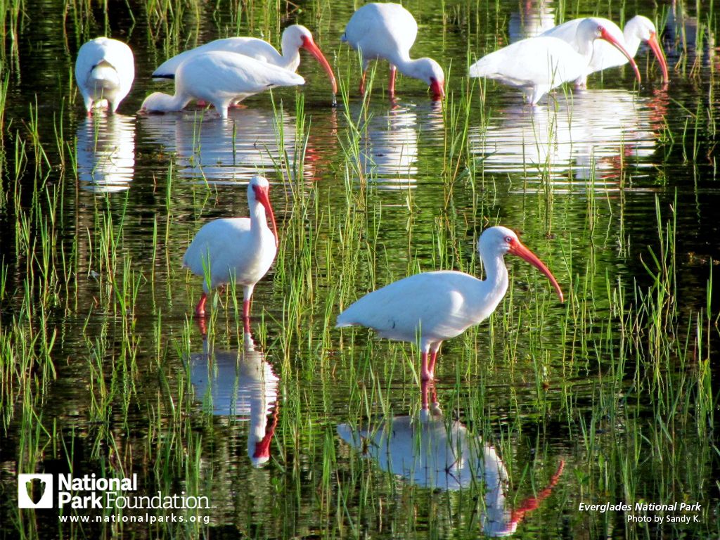 Everglades National Park Wallpapers