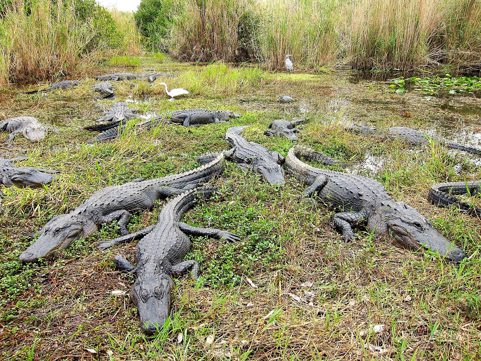 Everglades National Park Wallpapers