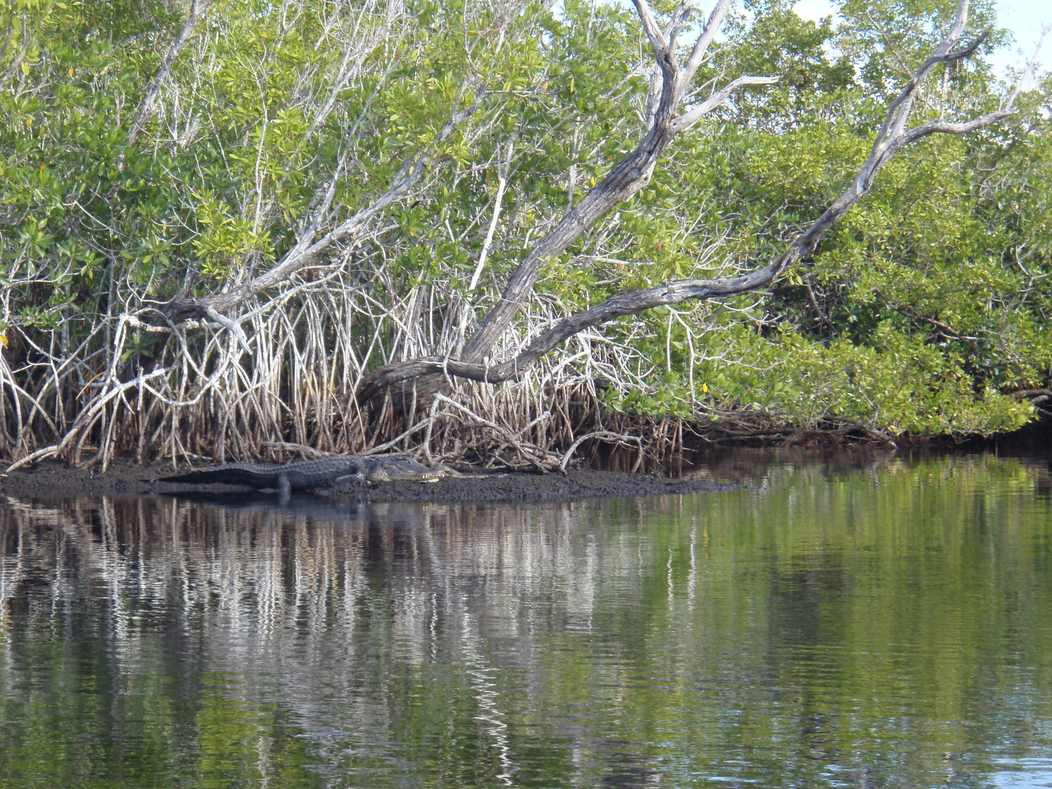 Everglades National Park Wallpapers