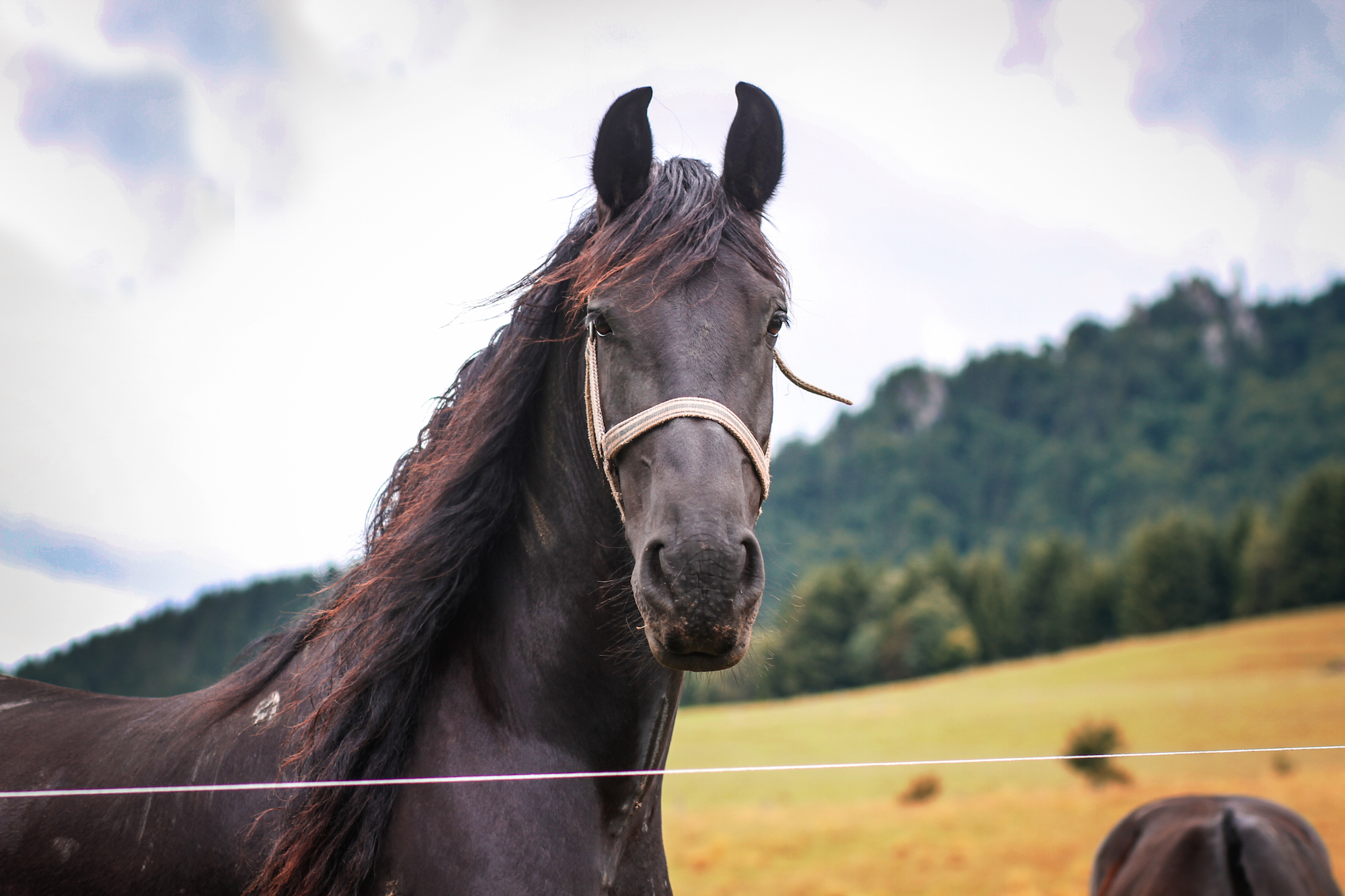 Evil Riding Horse In Sunset Wallpapers