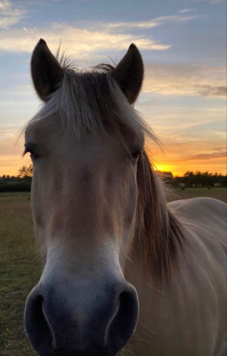 Evil Riding Horse In Sunset Wallpapers