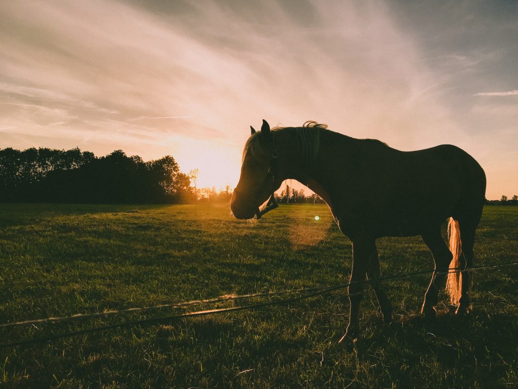 Evil Riding Horse In Sunset Wallpapers