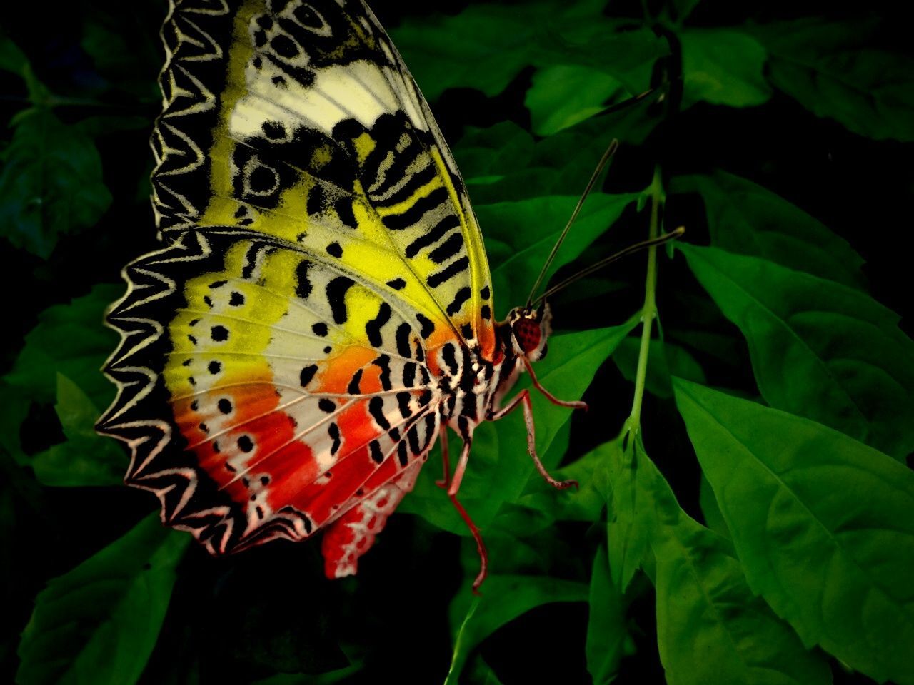 Exotic Butterflies Images Wallpapers