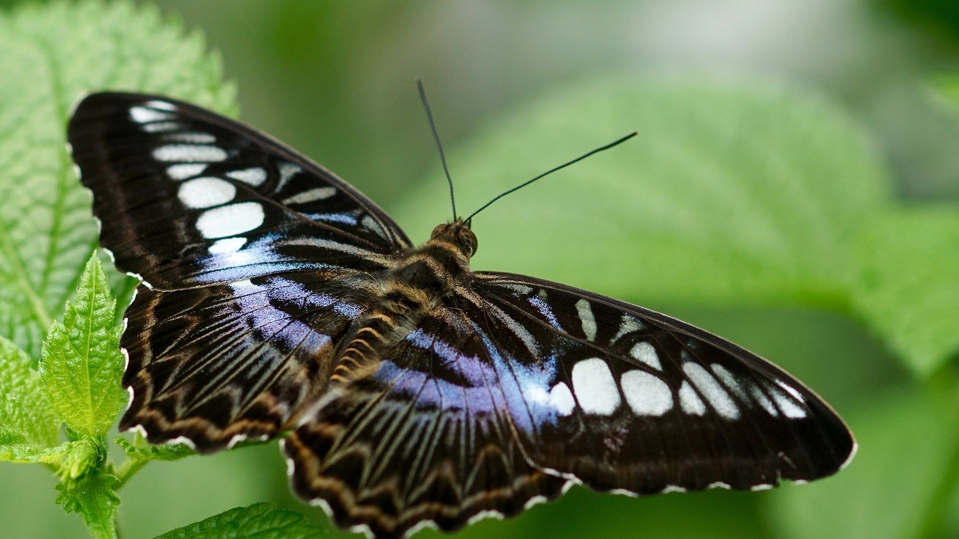 Exotic Butterflies Images Wallpapers