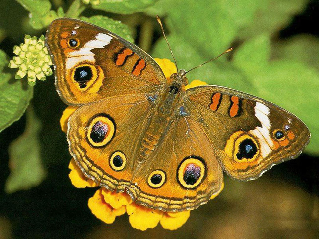 Exotic Butterflies Images Wallpapers