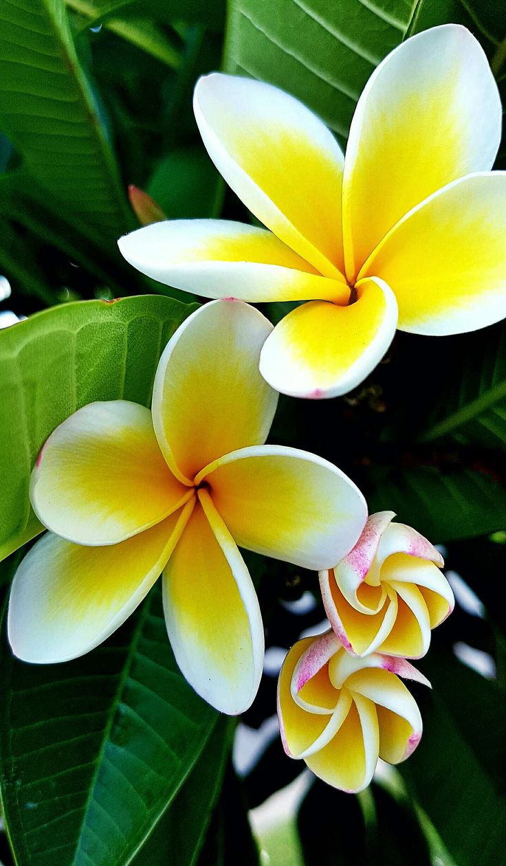 Exotic Flowers Images Wallpapers