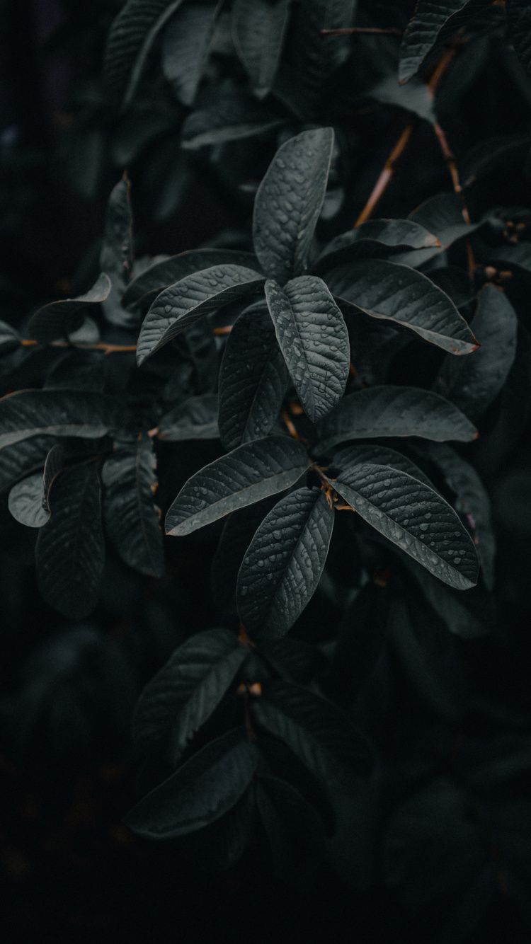 Exotic For Iphone Wallpapers