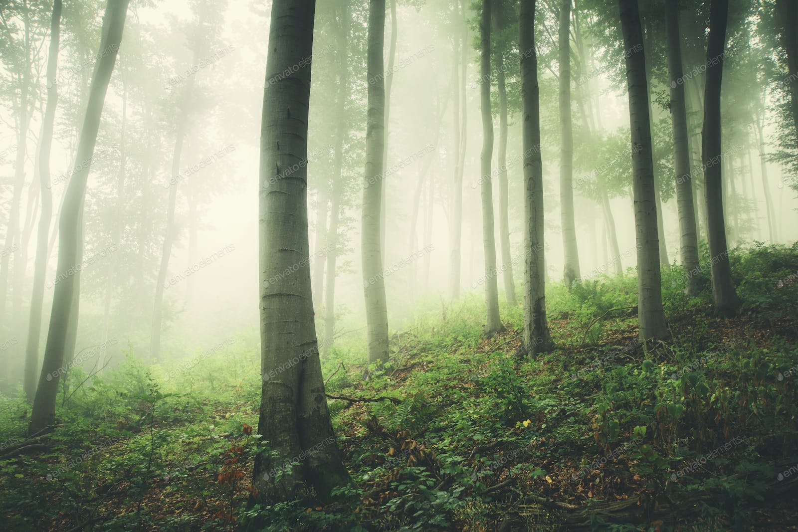 Fairy Forest Background