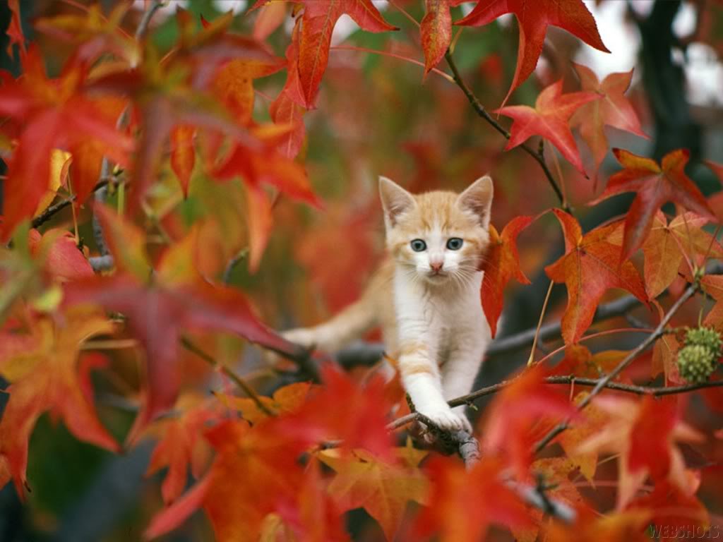 Fall Animal Wallpapers