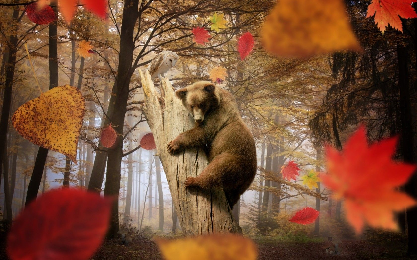 Fall Animal Wallpapers