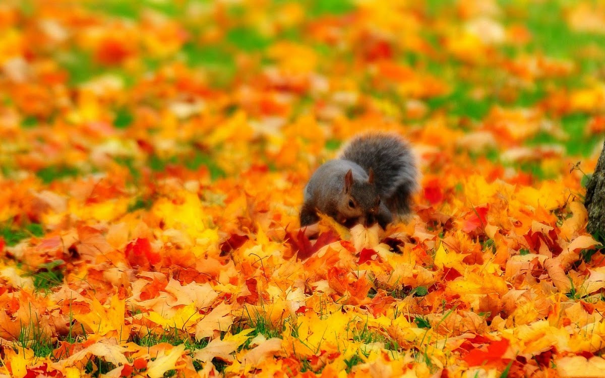 Fall Animal Wallpapers