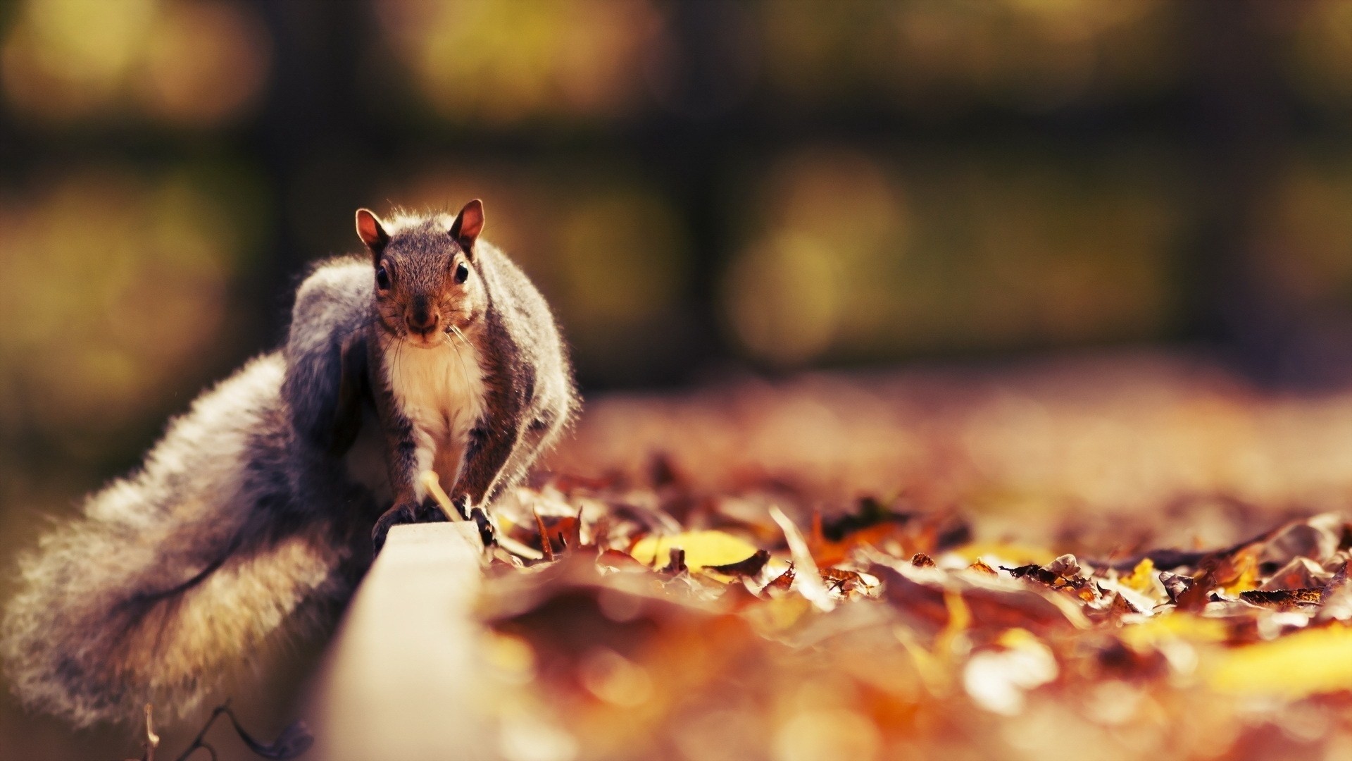 Fall Animal Wallpapers