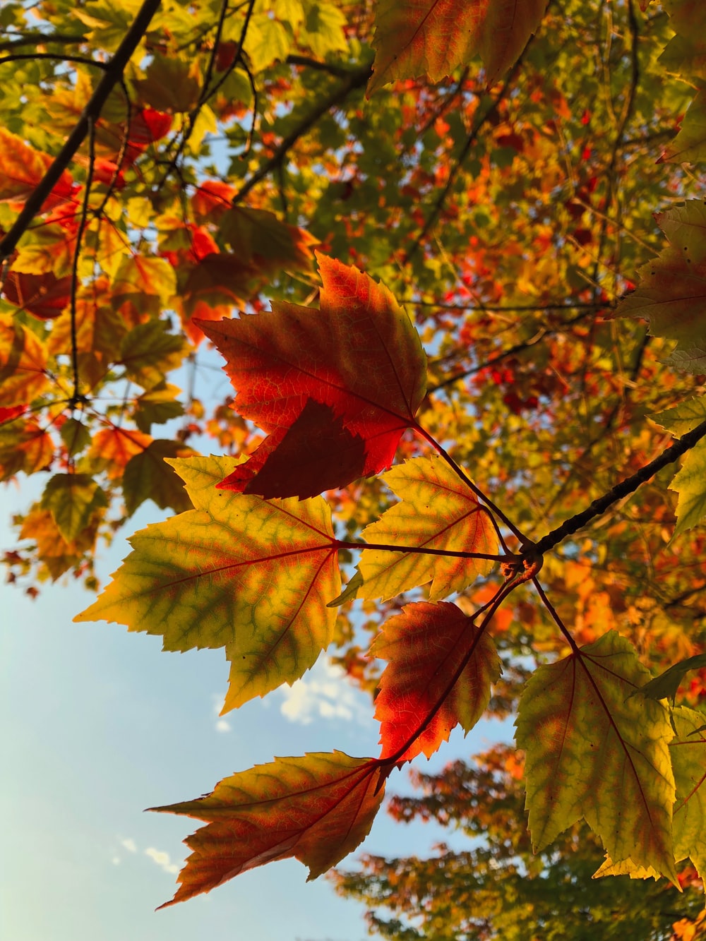 Fall Backgrounds Photography